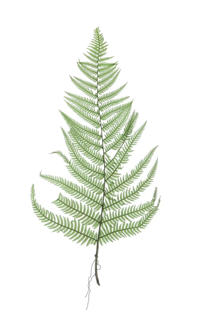 Dried Ferns 2.jpg