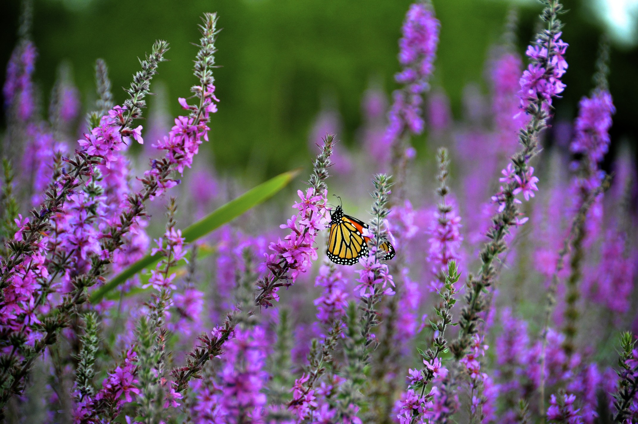 Monarch Butterfly in Muddy Paws Wetland