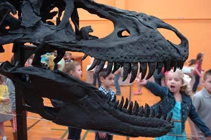 Everett 2 nd grader, Katherine Fendley, notices the different color of fossils that were formed by the color of mud they were buried in through the years.