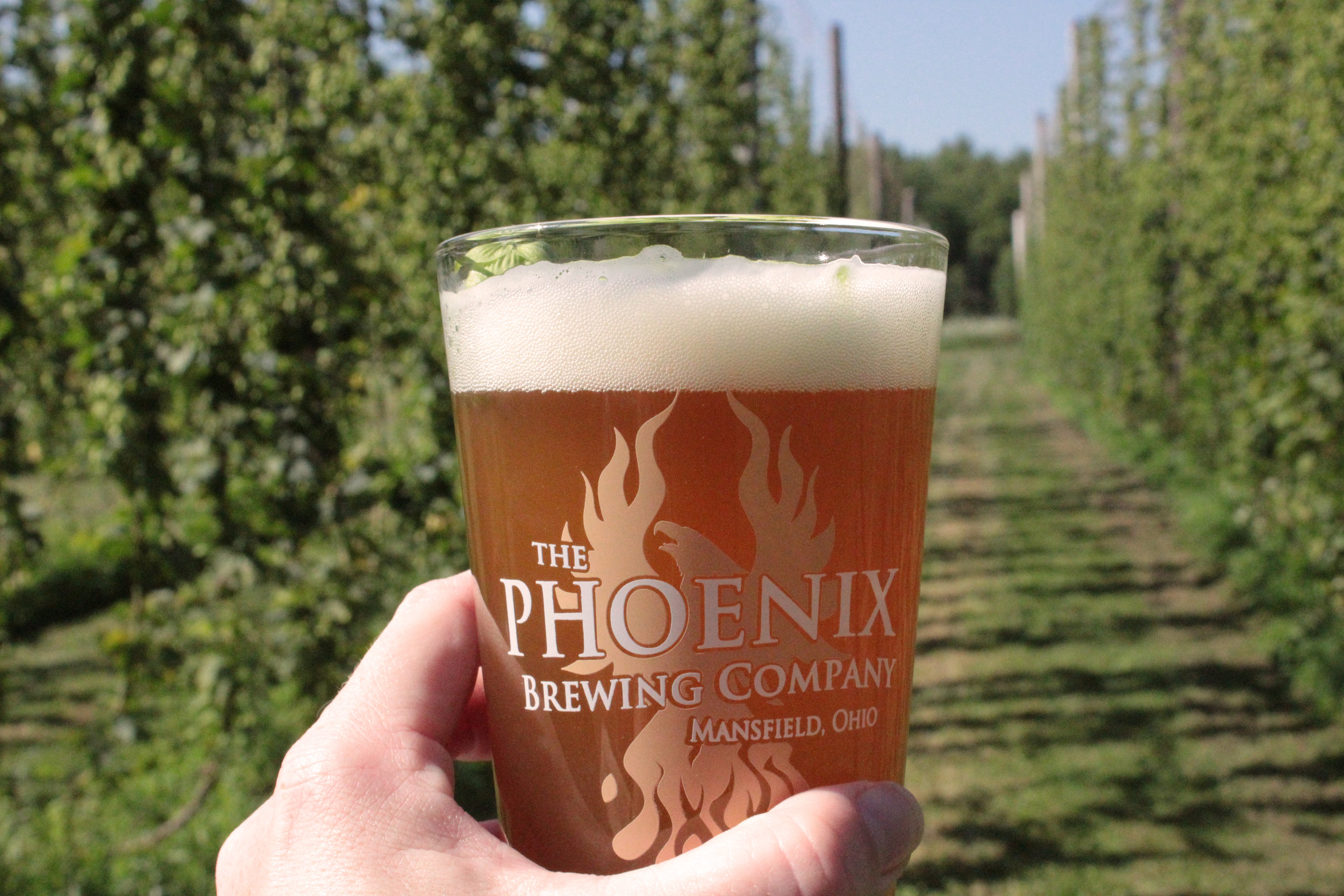 phoenix glass hop rows.jpg