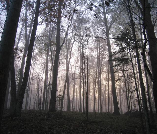 sunrise-in-the-woods-1361137-638x548.jpg
