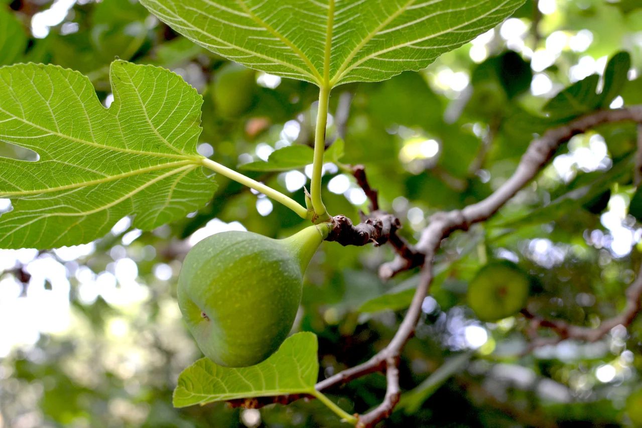 green-figs-on-tree-1-1142162-1279x852.jpg