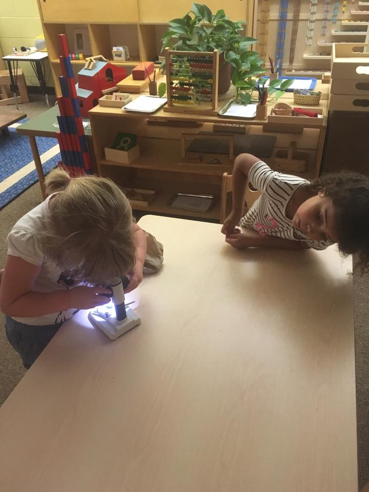 looking at seeds under the microscope.jpg