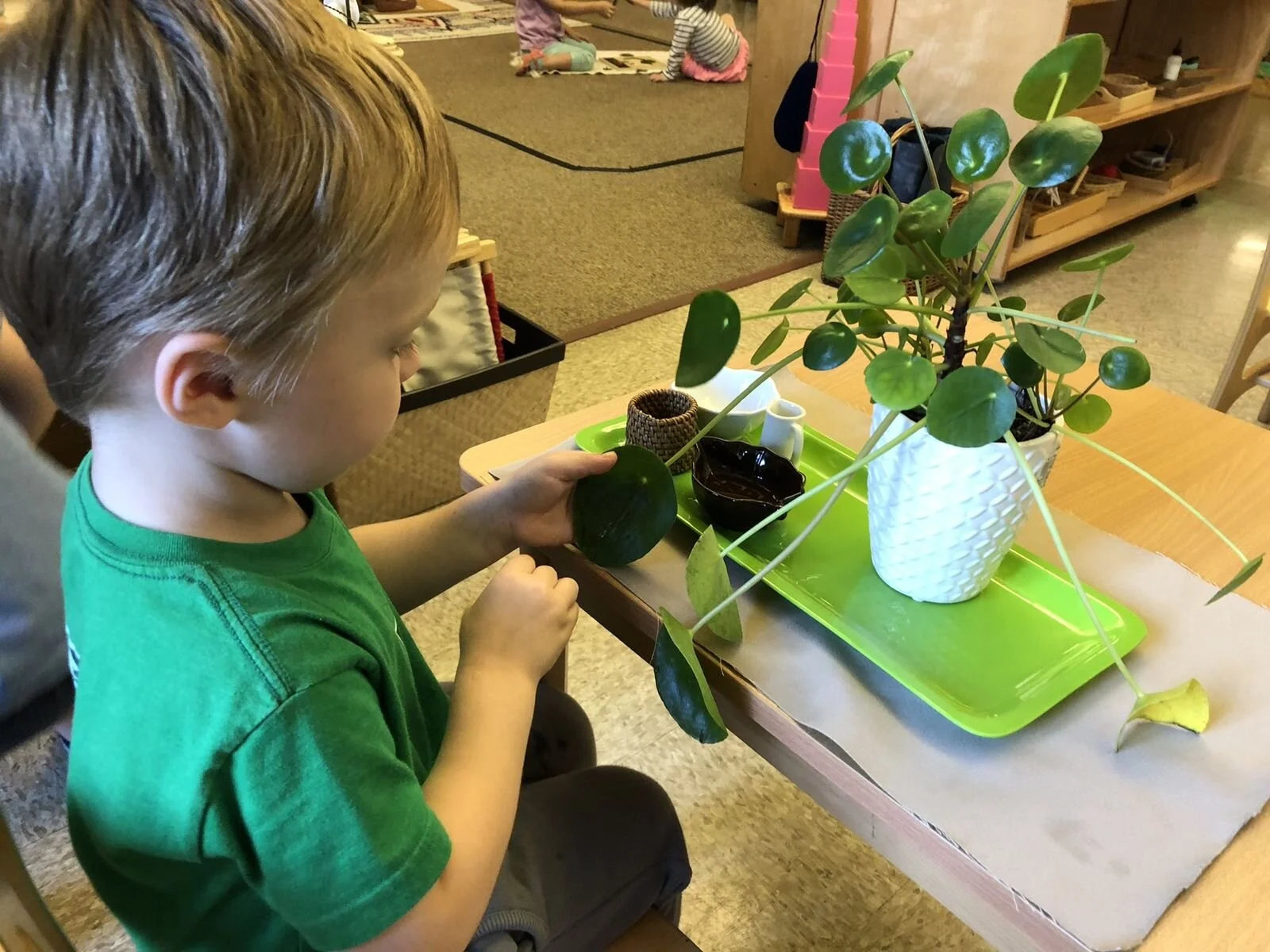 A three-year-old student takes care of a plant in his classroom. Notice that the bowl, water pitchers, and cotton balls are all the perfect size for his hands.