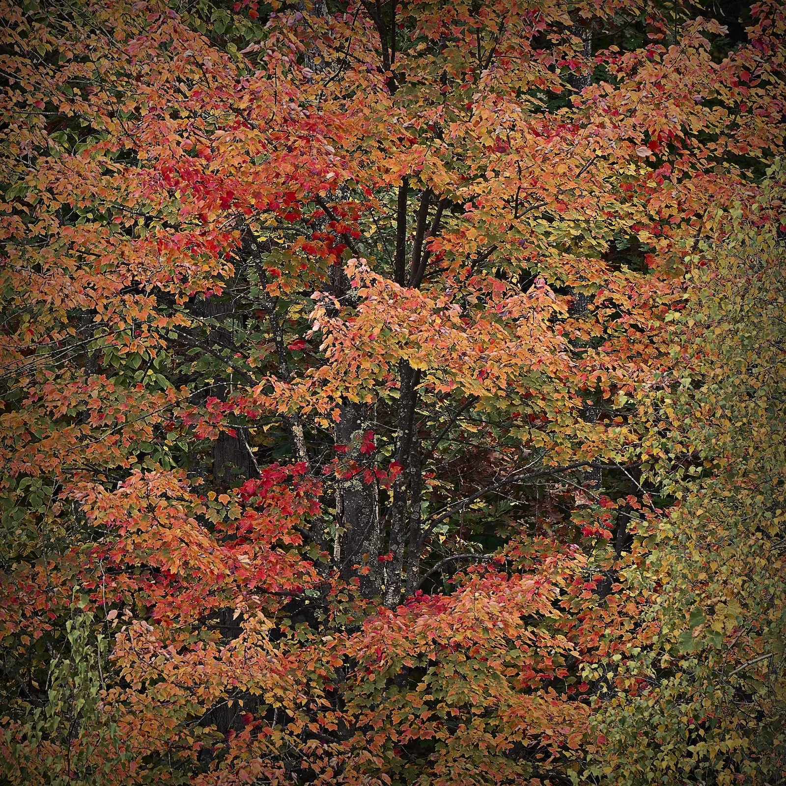 DSC_5018-002.jpg