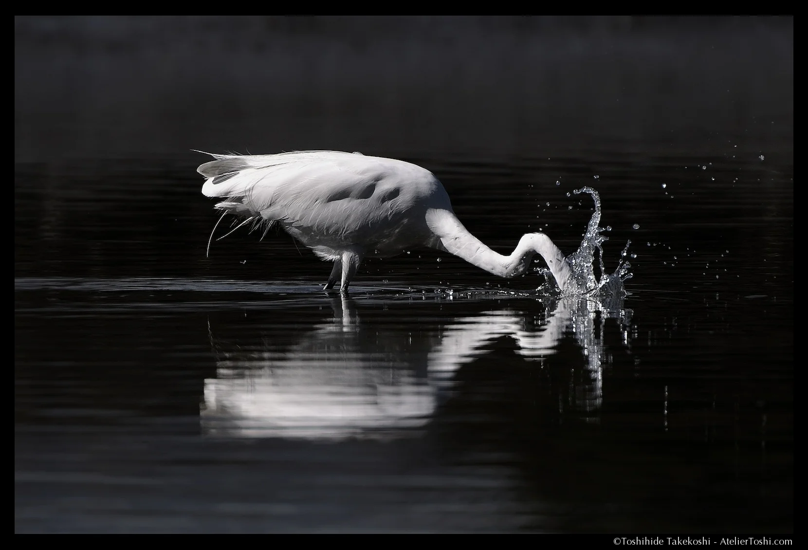 Feather_04_FTWM.jpg