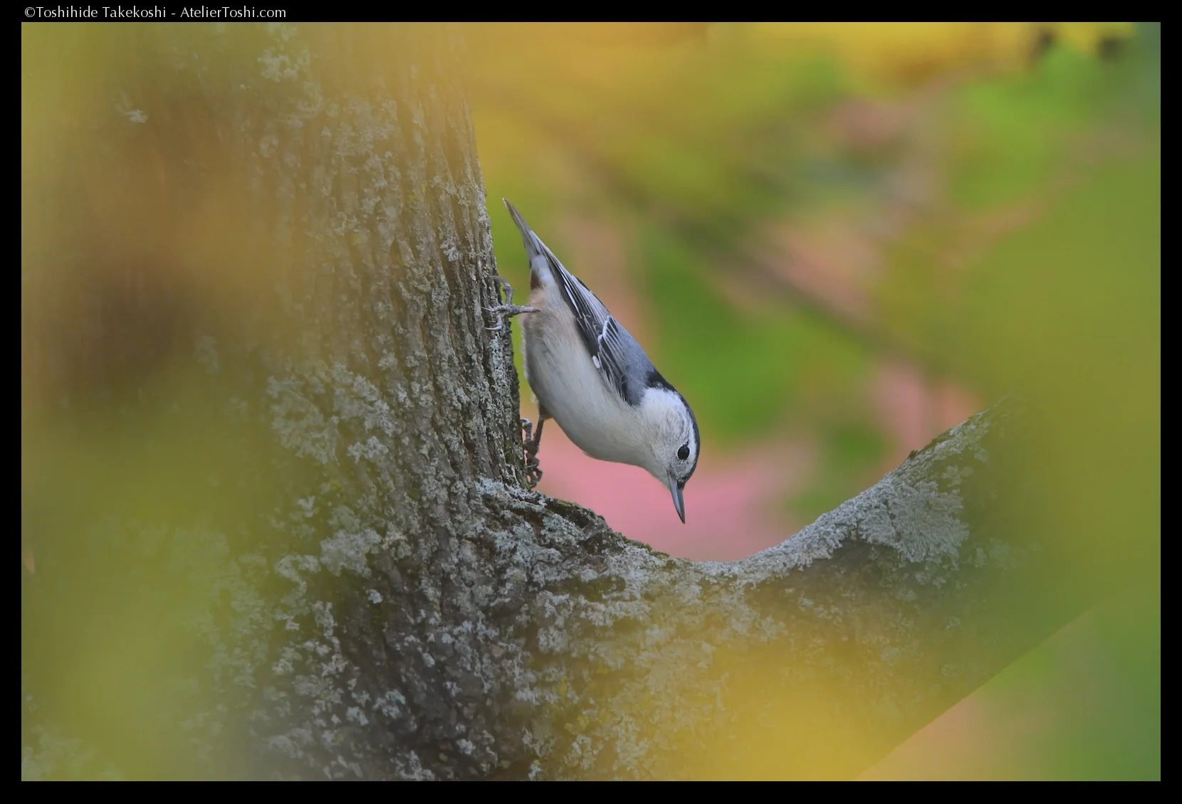 Feather_10_FTWM.jpg