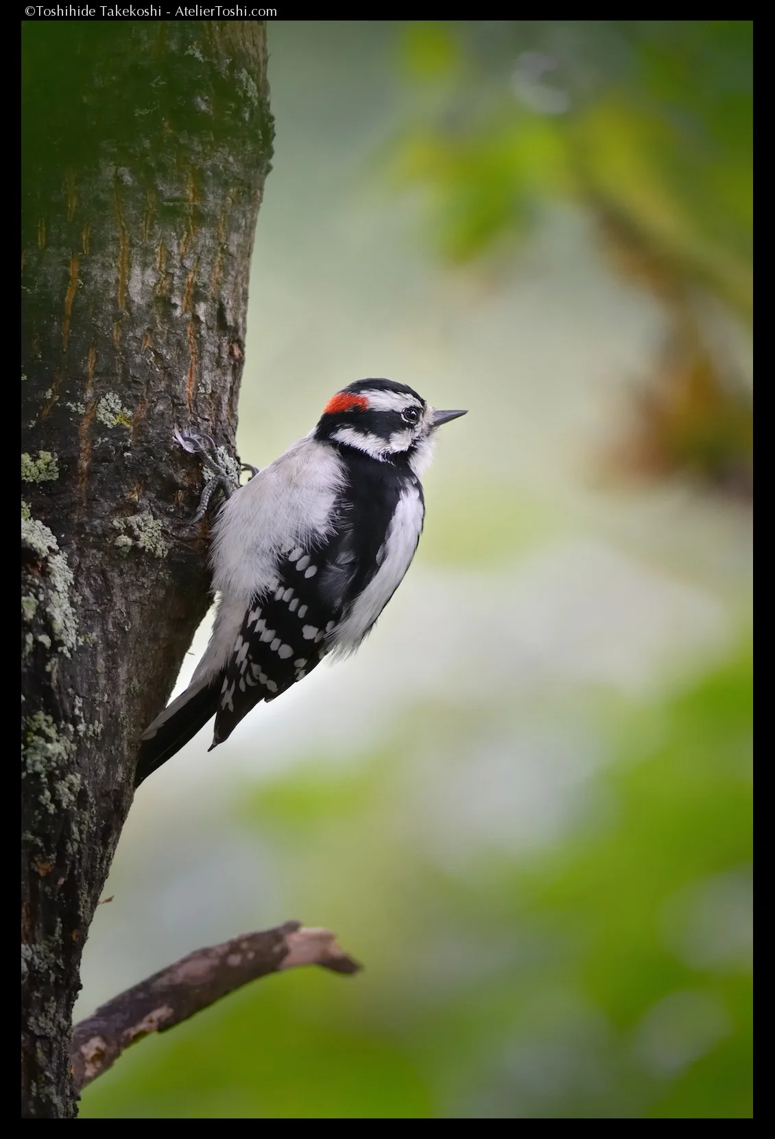 Feather_11_FTWM.jpg