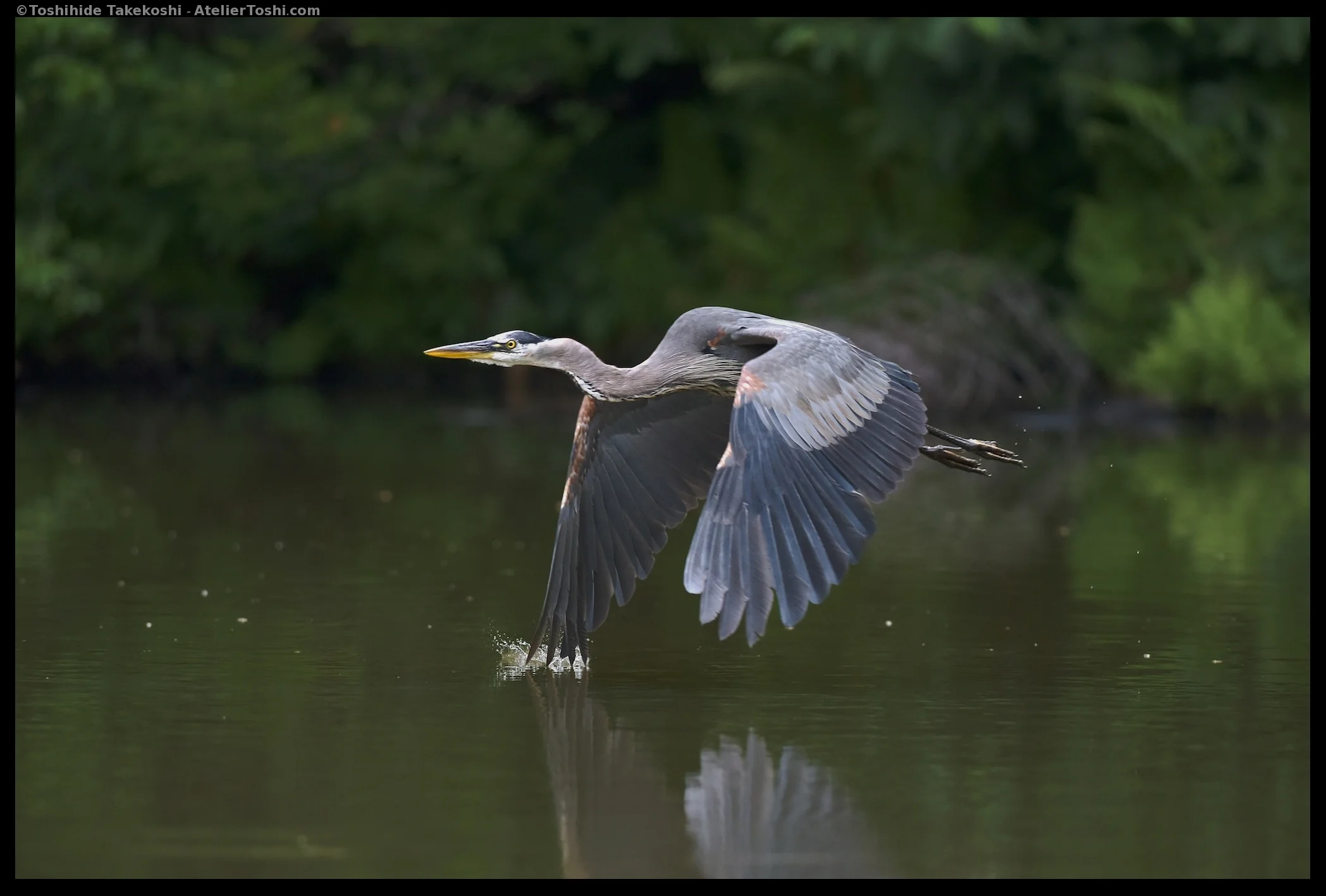 2015725_Birds_TT_RS_WM_1242-019.jpg