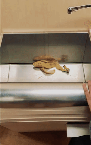 giphy (1).gif