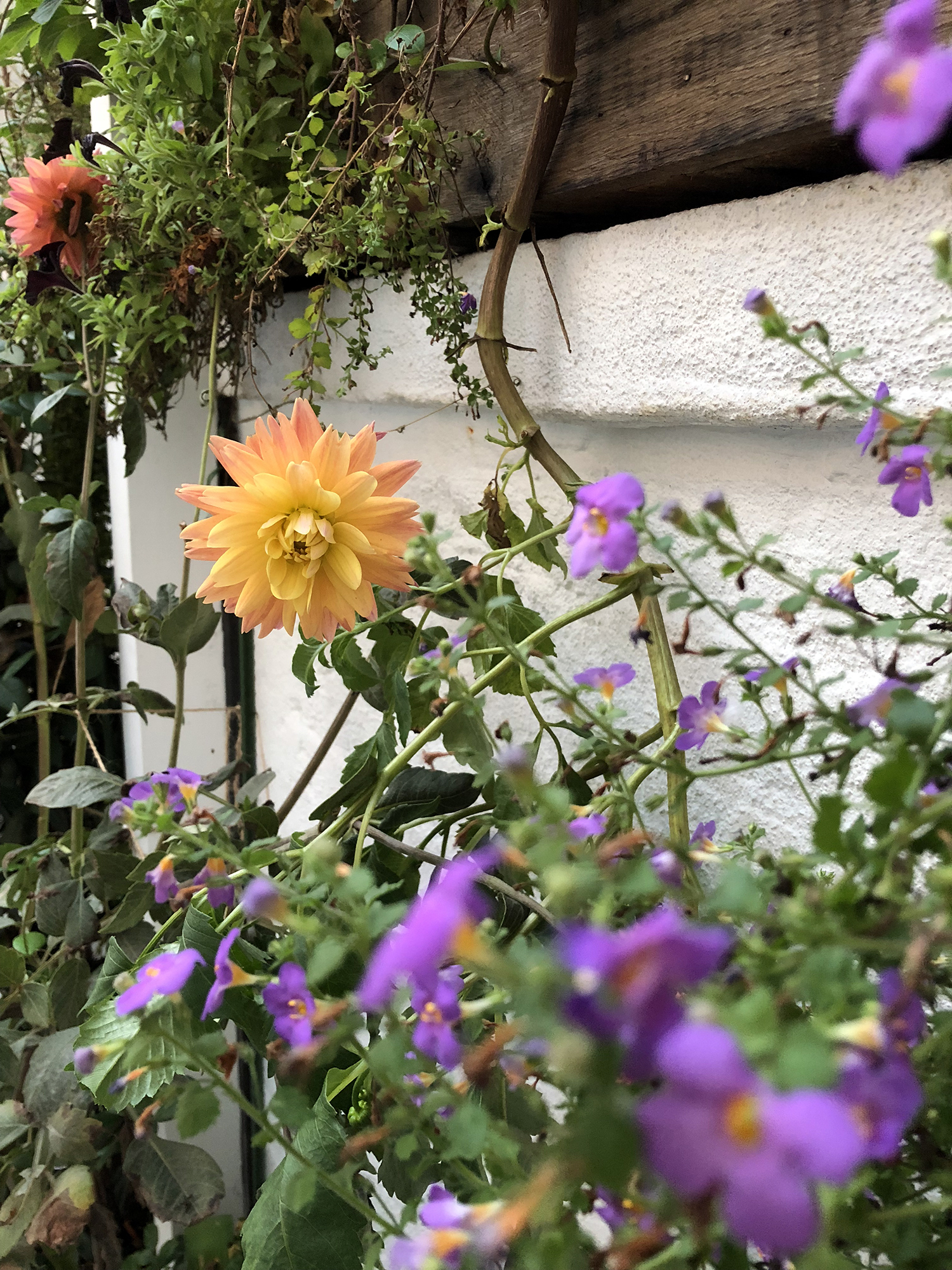 Katie ’s studio garden is a magical urban oasis