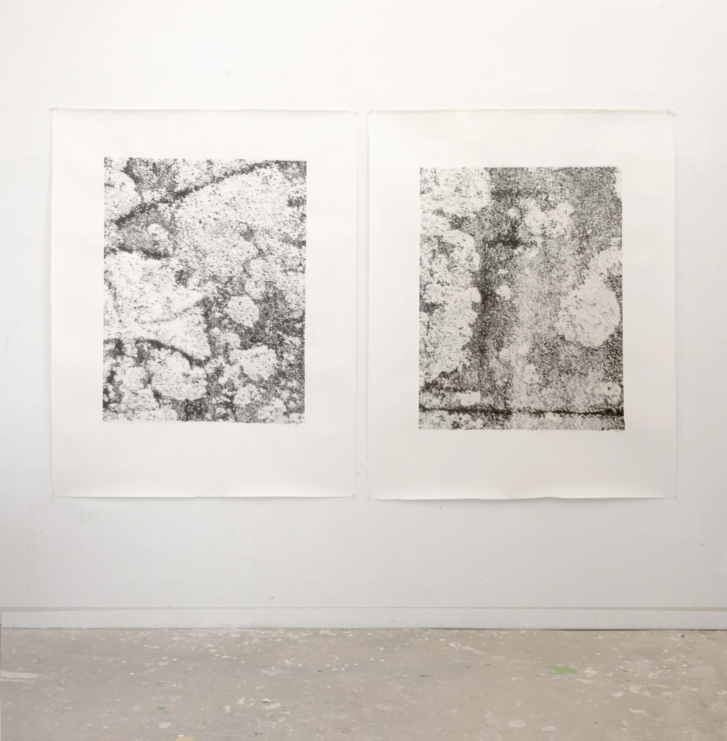 Pattée, Latin Graphite on paper, 36x45 in each, 2018