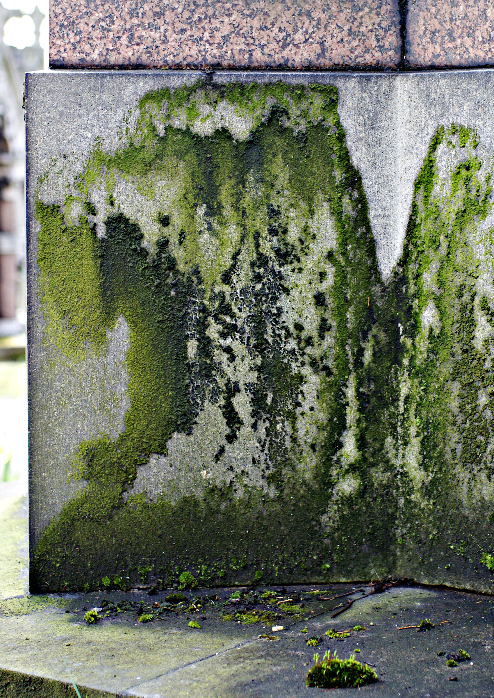 strong moss mold on foundation tomb.jpg