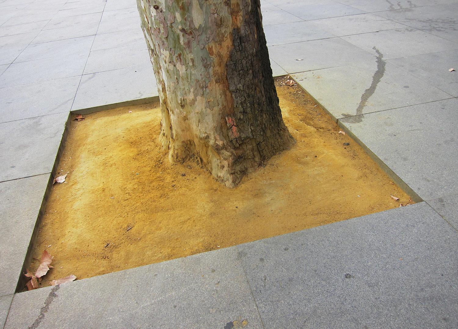 x Loop 5 image 6 Madrid 2012 tree trunk in yellow dirt in pavement.jpg