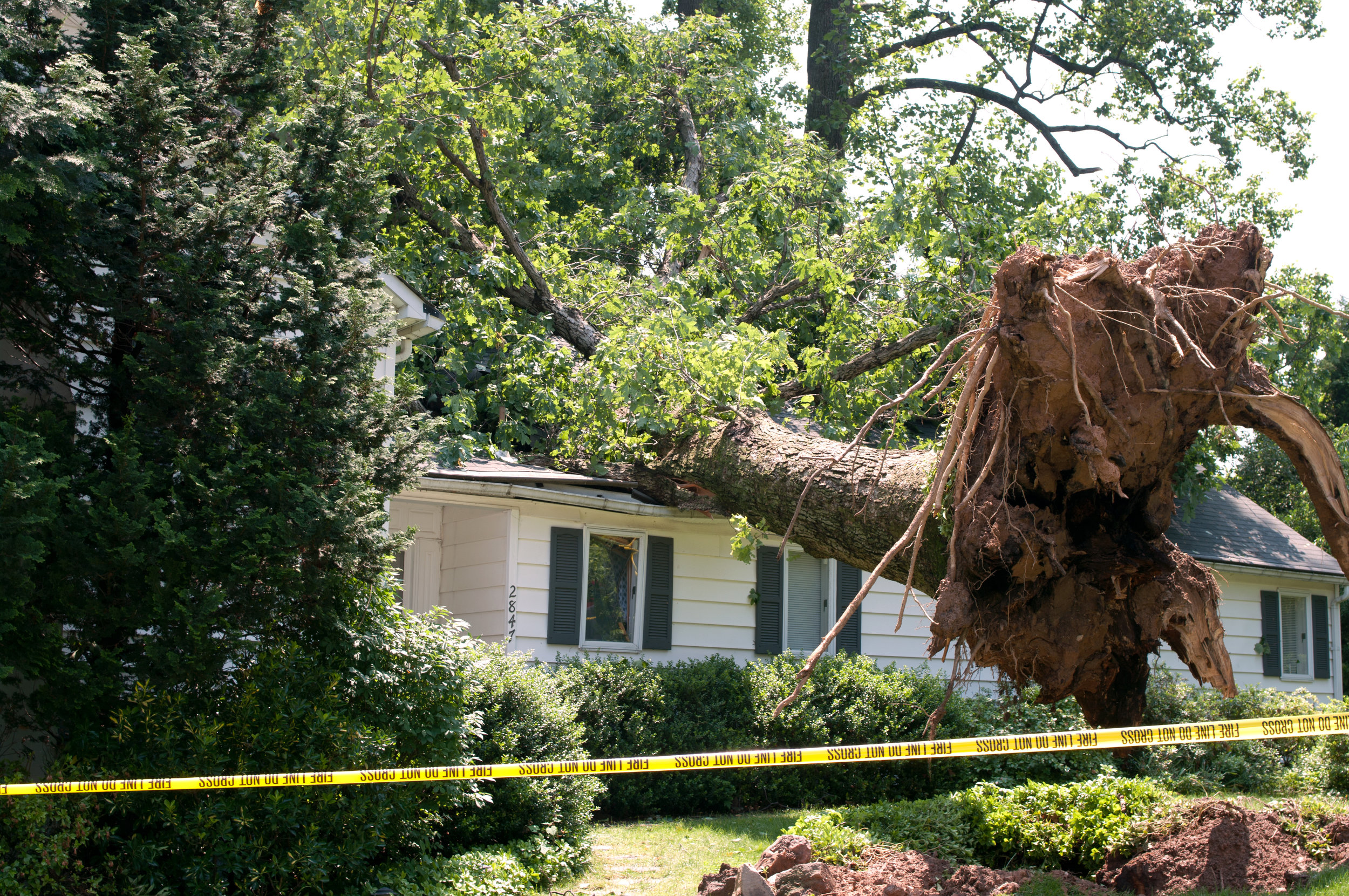 Tree Roof Damage.jpeg