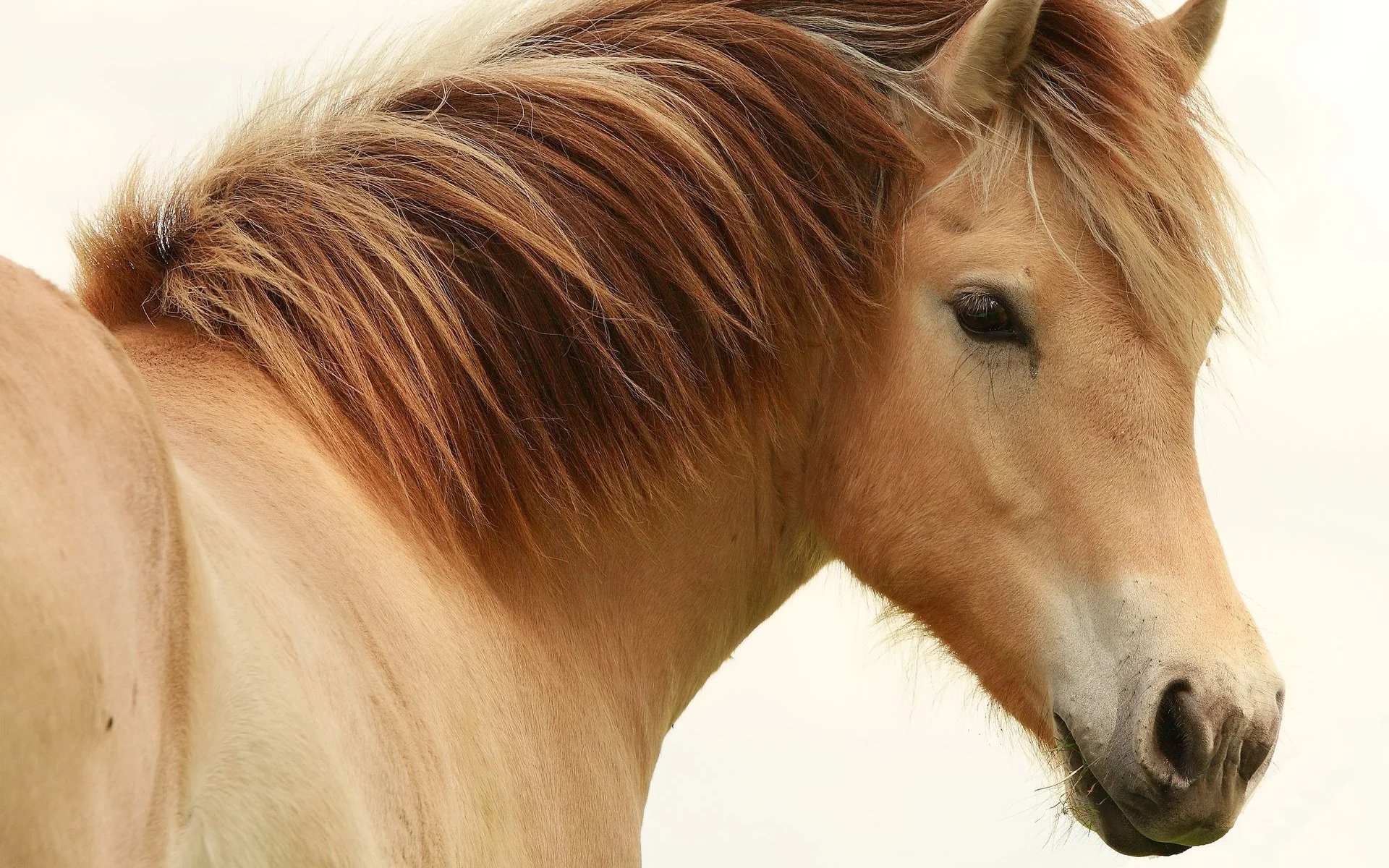 Equine Assisted Psychotherapy