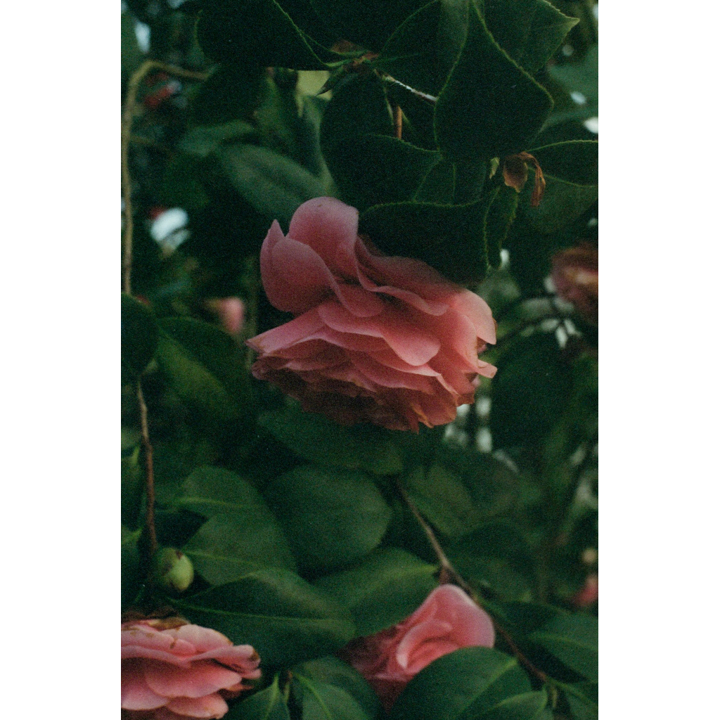 image_original_.png