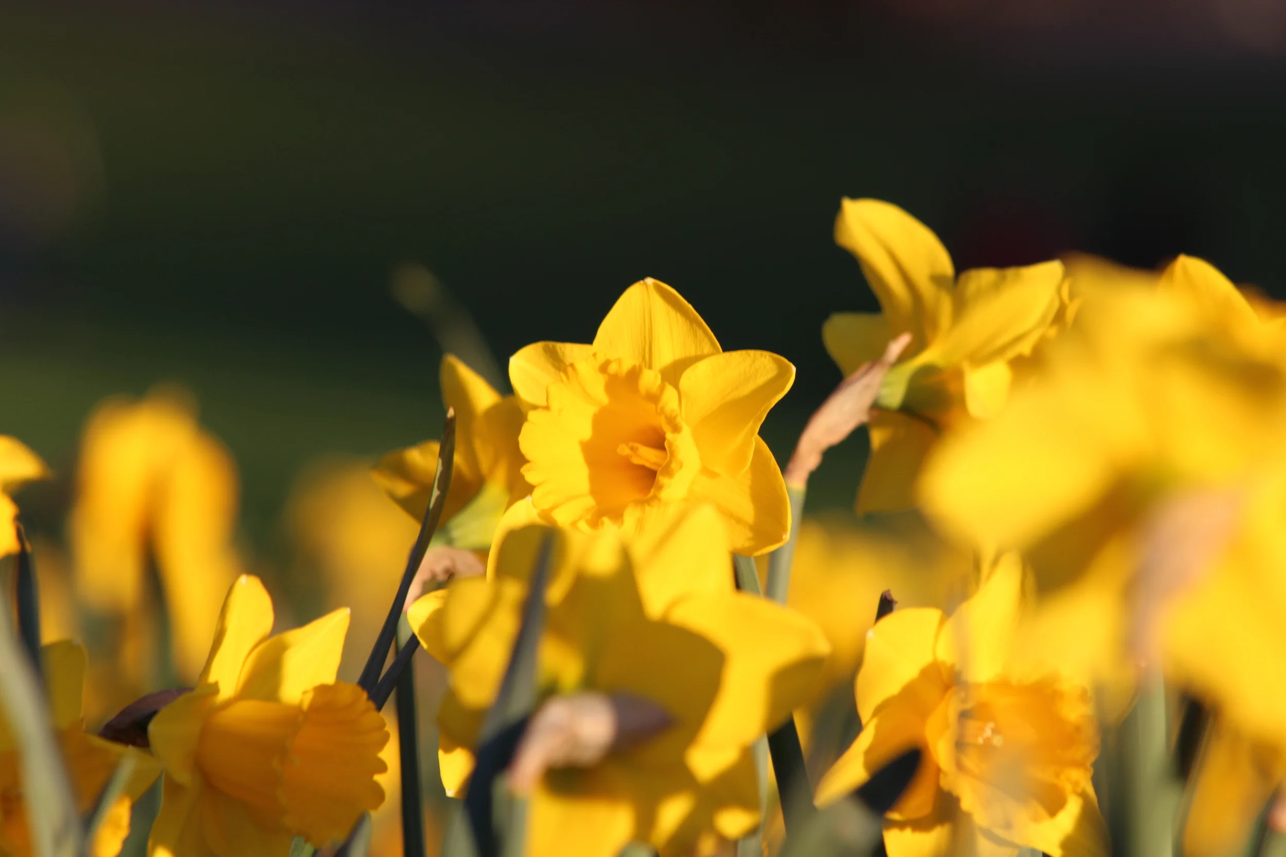 Daffodils for the Queen
