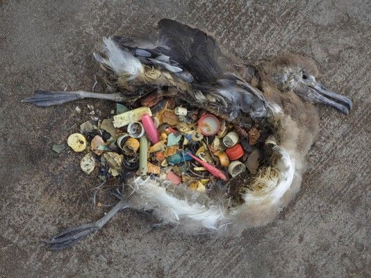 Check out the NoPlasticApril Gallery for photos and educational posters by SurfRider Organization , Project Aware , Dive In Magazine and many more. Photo by Chris Jordan