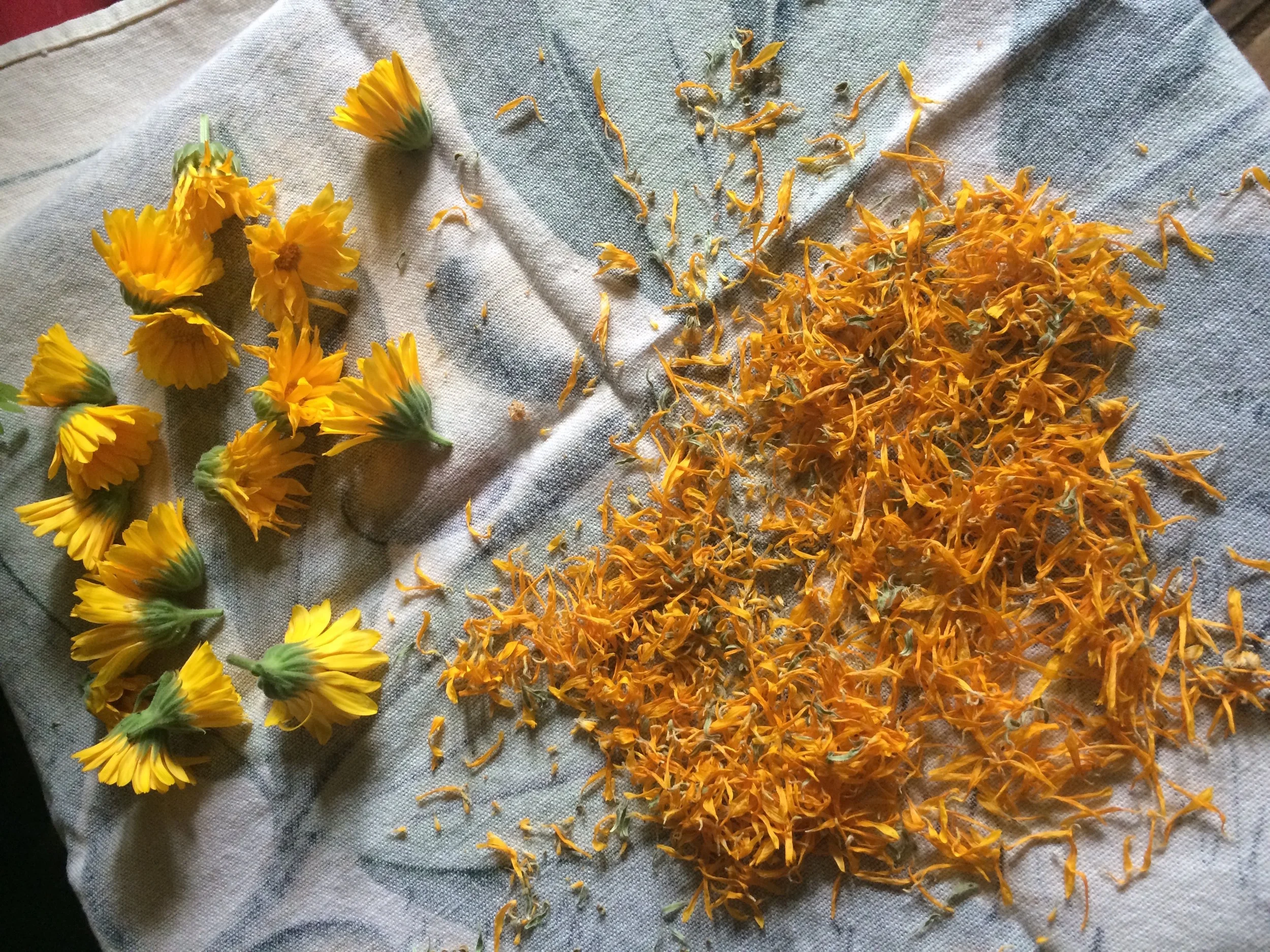 Wellness Coaching - Looking at our relationship to nourishment, and eating to heal our gut and our DNA