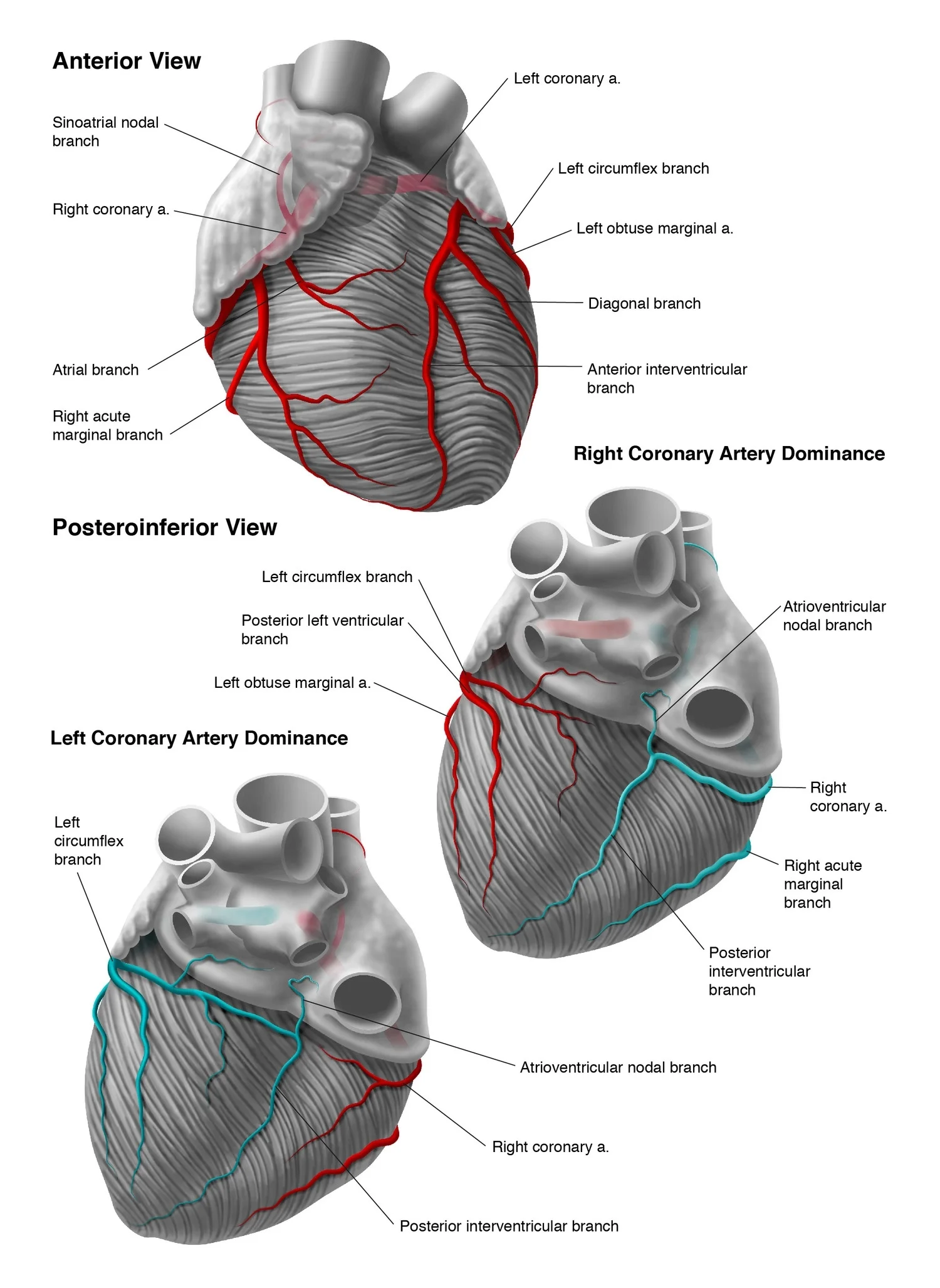 Coronary Arteries and Dominance