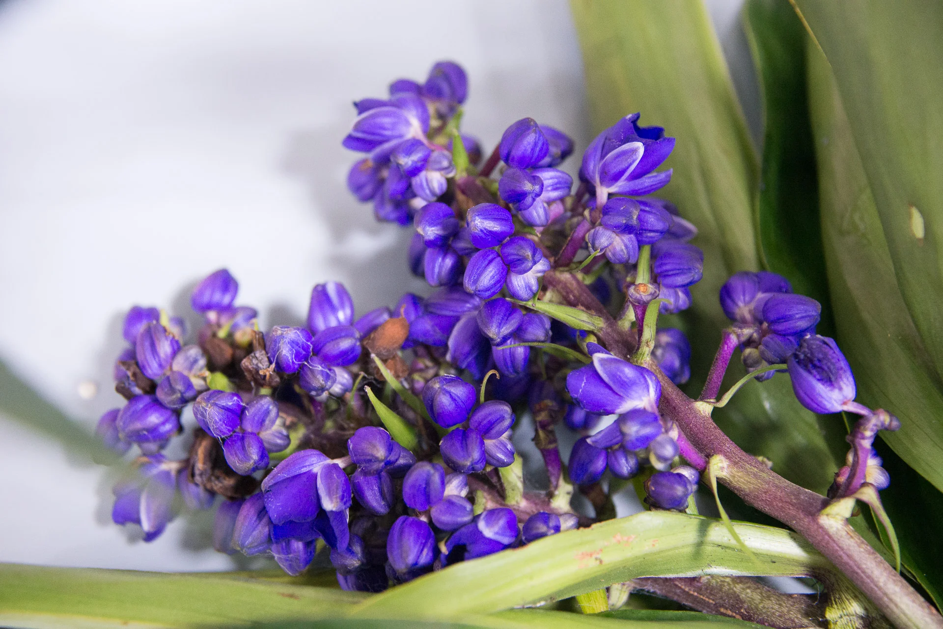 Blue ginger (1 of 1).jpg