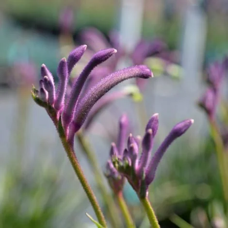 Kangaroo Paw.jpeg
