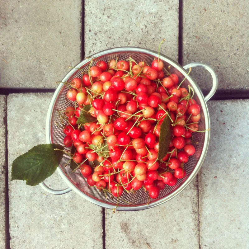  cherry picking in Seattle, WA 