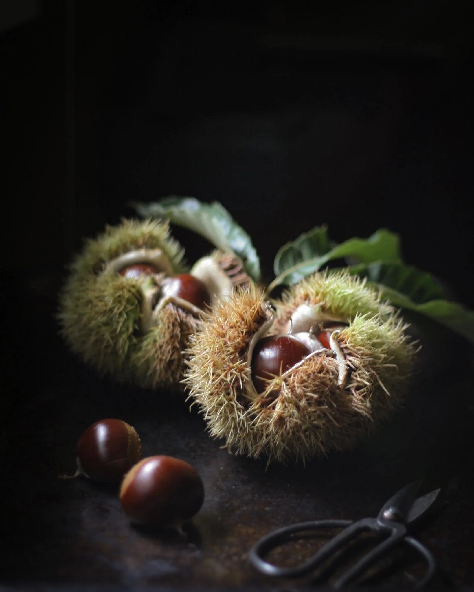  Chestnut   