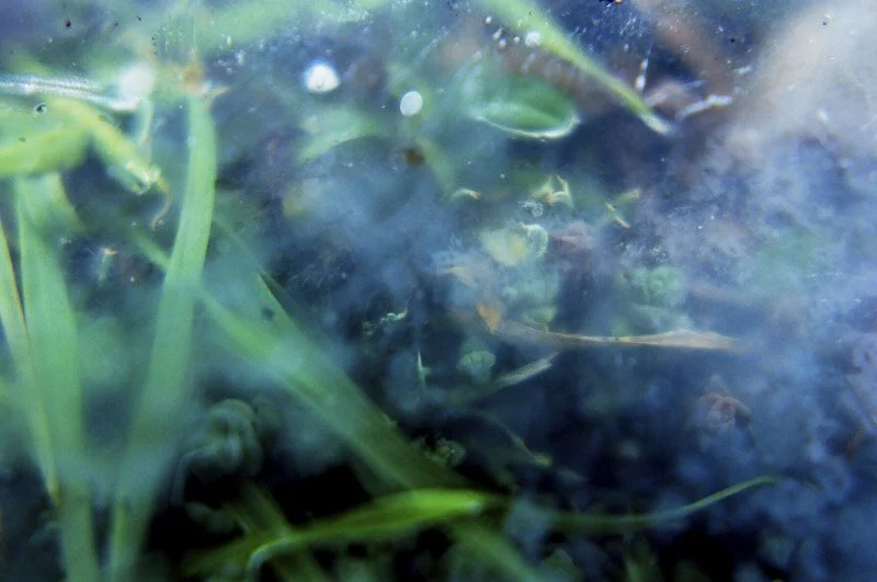 What was said blurred over time (amongst the low trees)