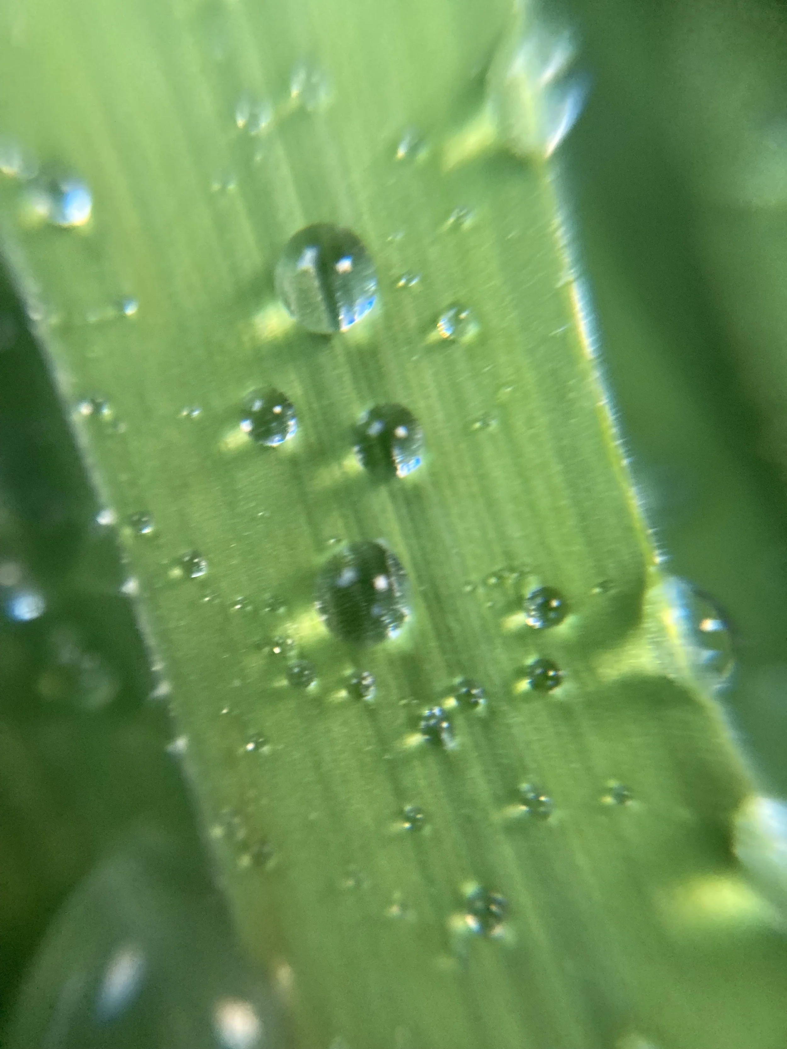 Leaf close-up, LUX, London, 2022