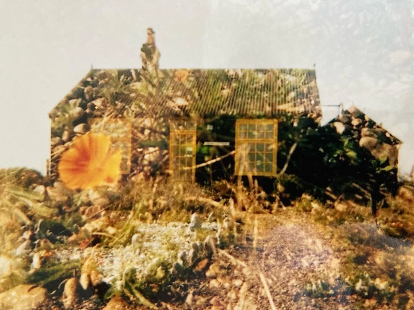 Prospect californian poppy double