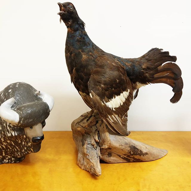 The birds and the bee...bison... Godzilla version. Sometimes when buying lots we get some stuff we don't normally look for, but this #woodgrouse, #capercaillie or #tiur demanded attention. Joined by the #upsalaekeby Ox by #g&ouml;ranandersson