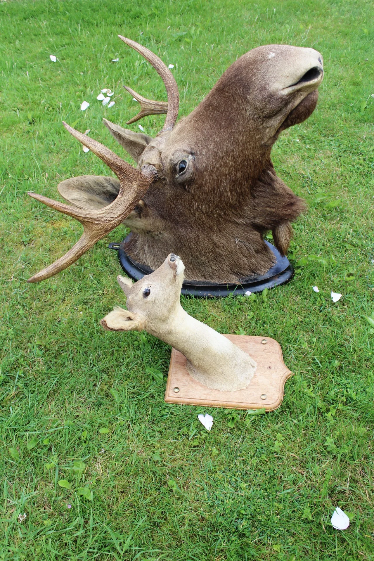 Bruce £1200