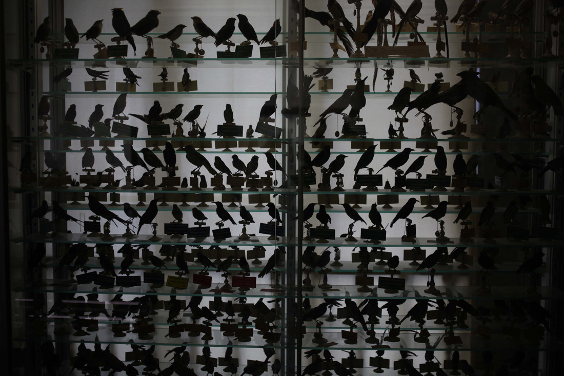 7_birds.jpg