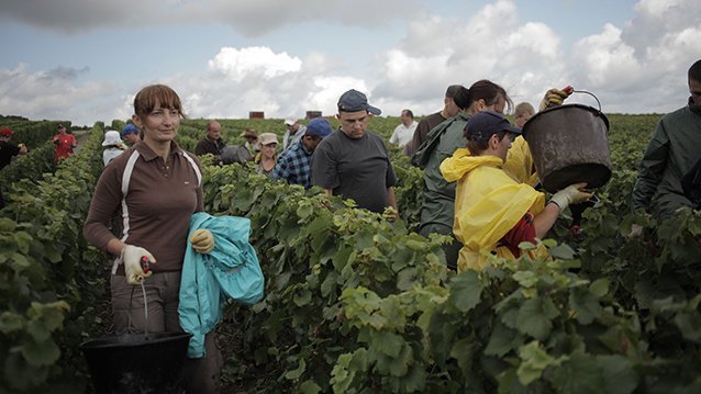 FEMMES DE CHAMPAGNE 60 min Co-production : France Télévisions / La Compagnie des Taxi Brousse PLUS DINFOS ICI