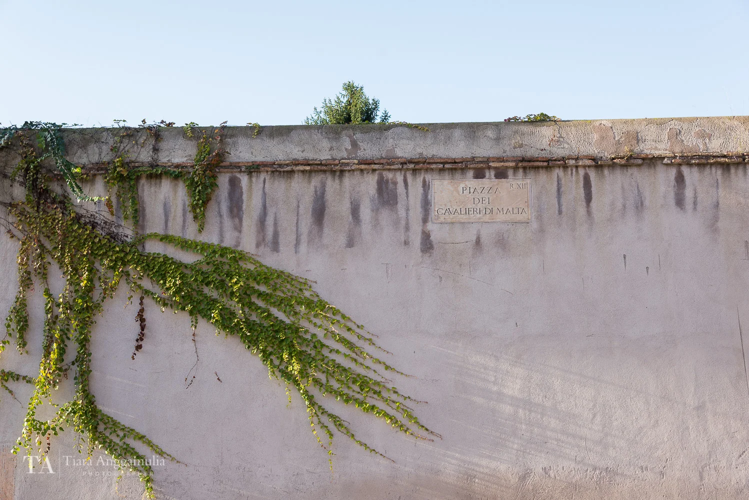 Ivy leaves on the wall of Piazza dei Cavalieri di Malta.