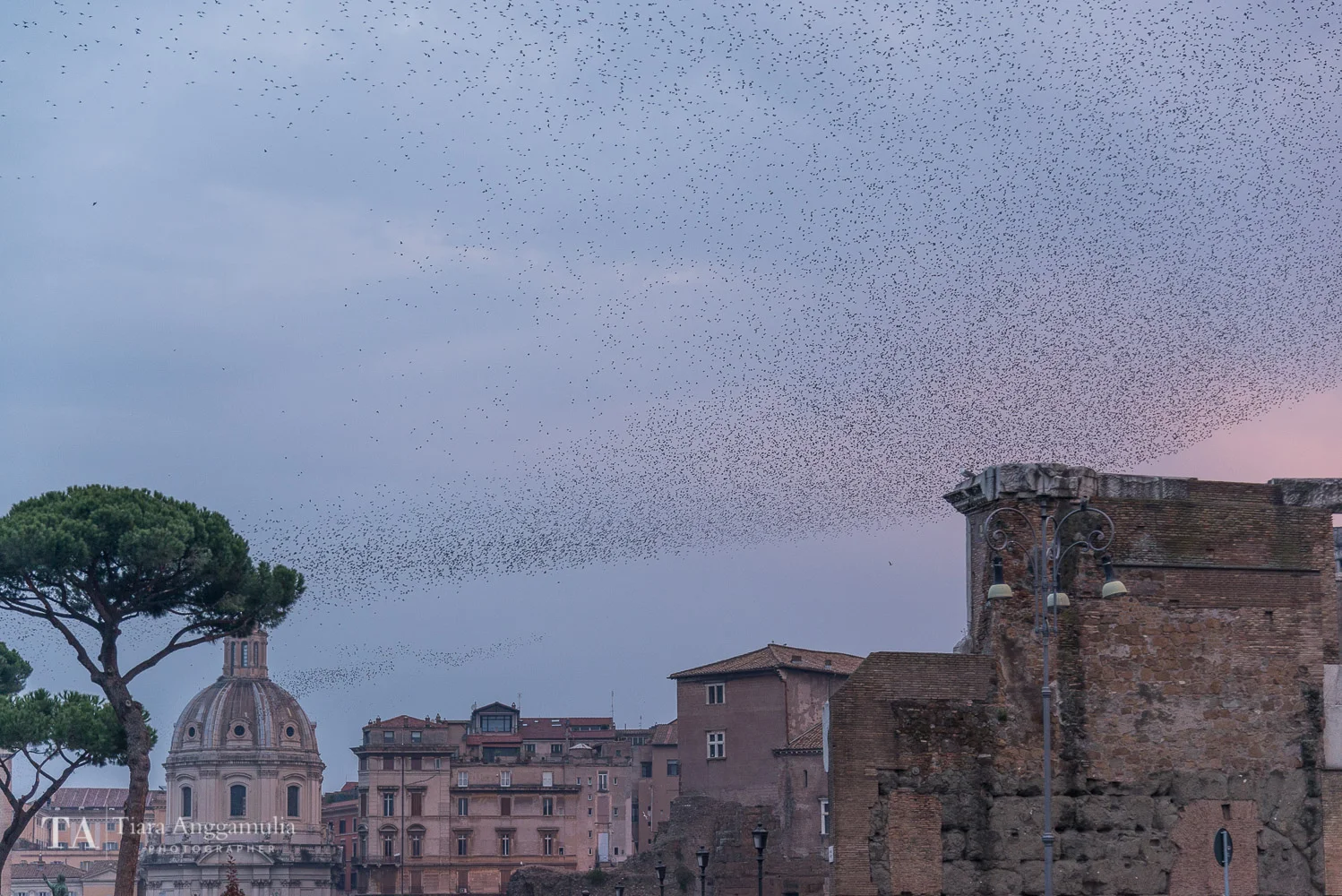 A flock of birds flying over Rome.