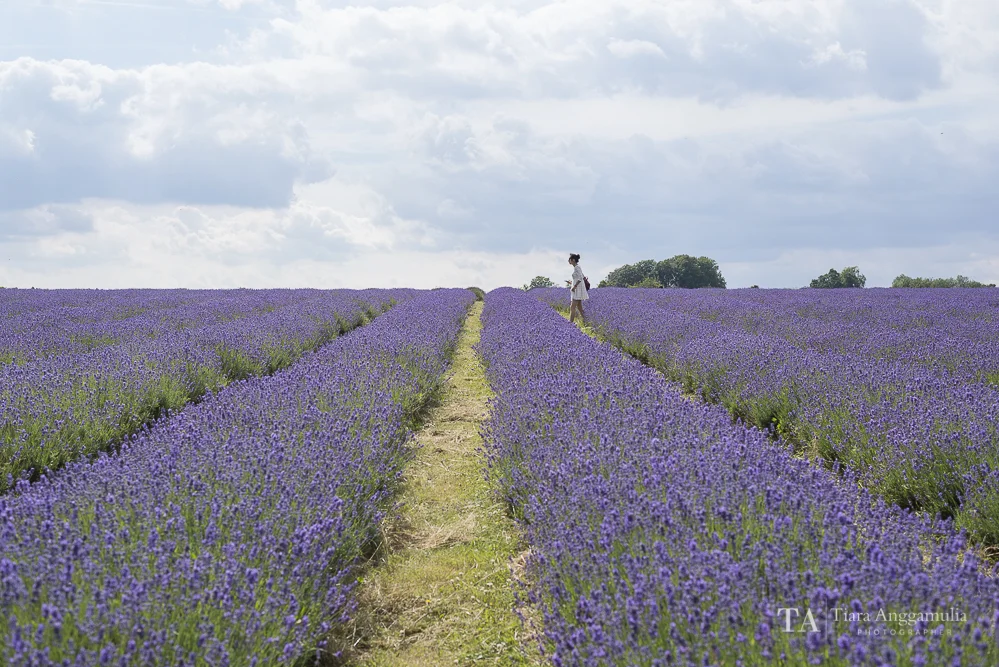 Admiring the lavender field.
