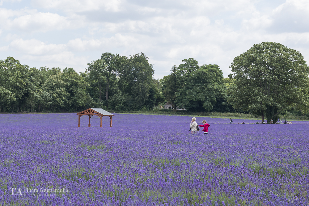  A view of organic lavender farm. 