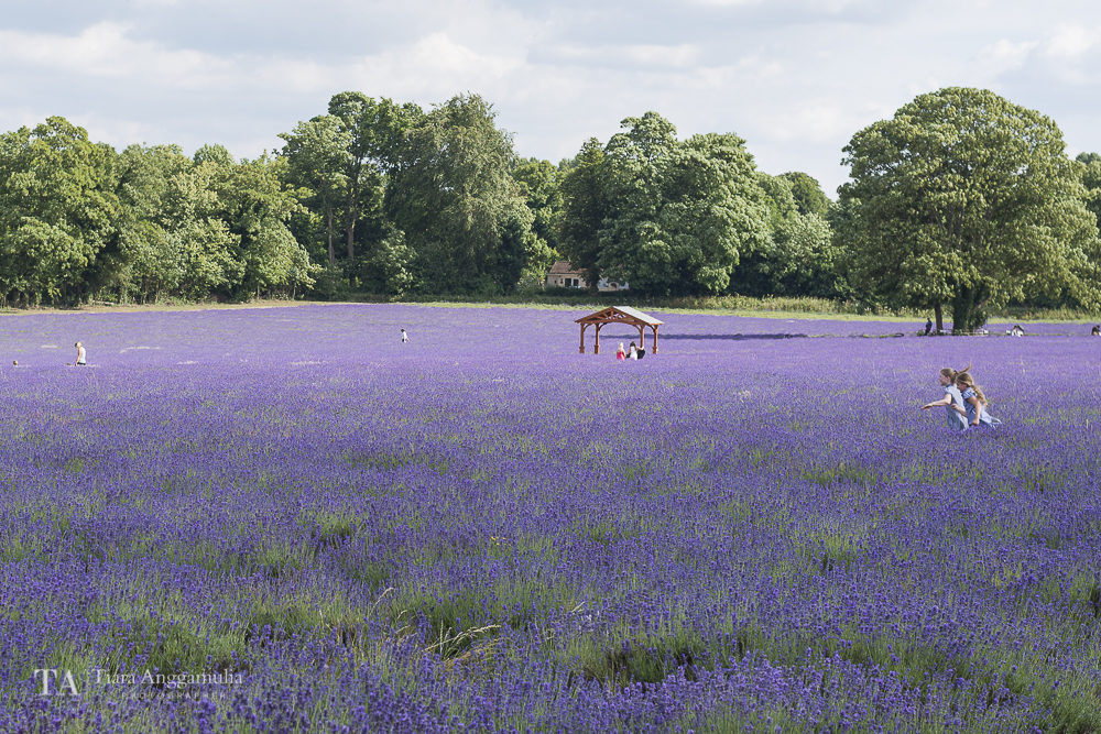  A view of organic lavender farm. 
