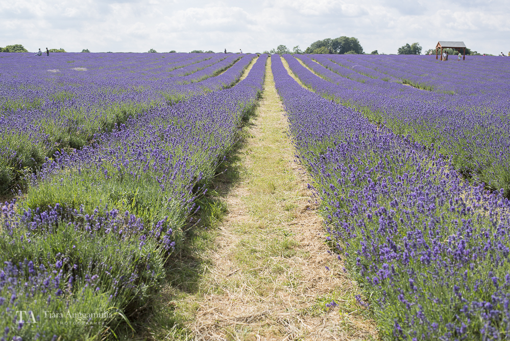  A view of organic lavender farm. 