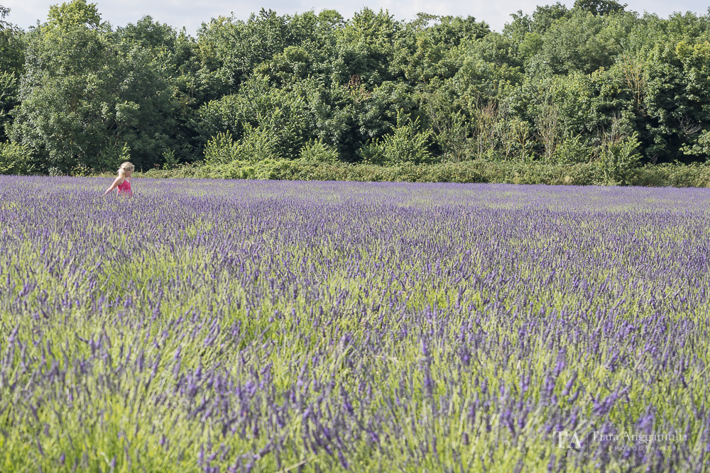  A view towards the lavender field. 