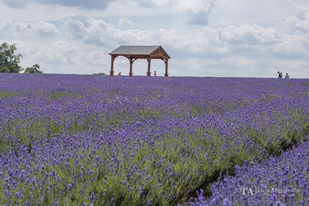  Beautiful lavender field in Banstead. 