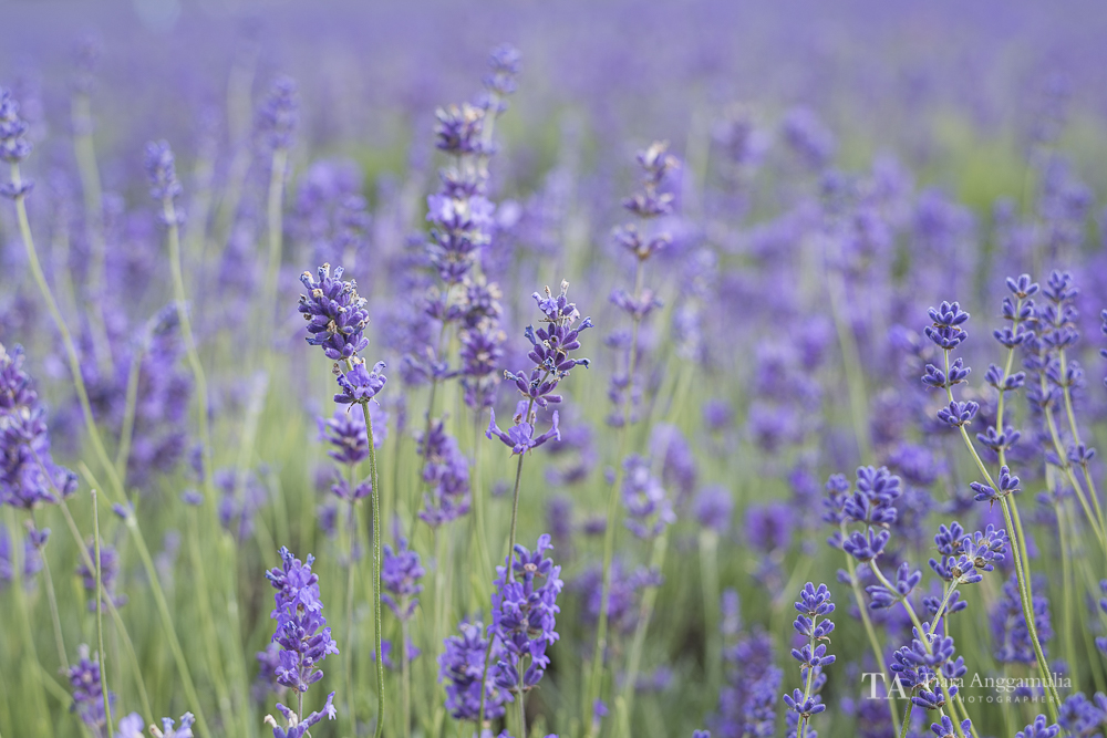  Close up lavenders. 