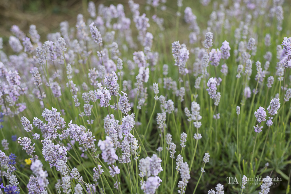  Lavenders at close up. 