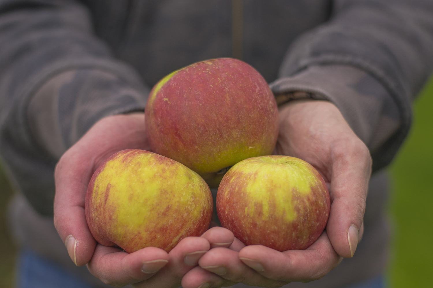  A view of freshly picked apples. 