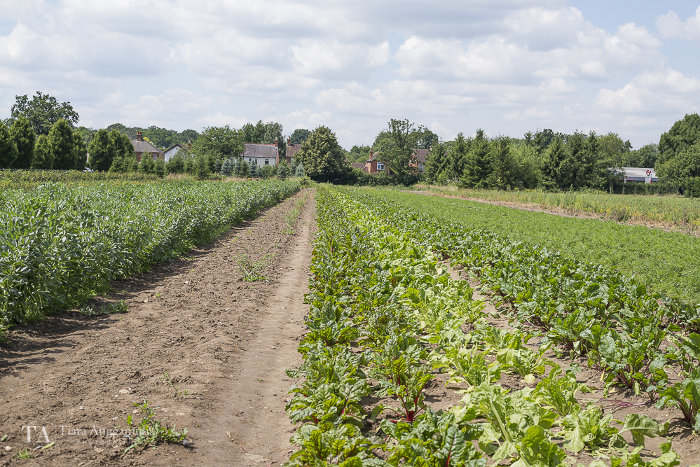 A view towards the spinach section.