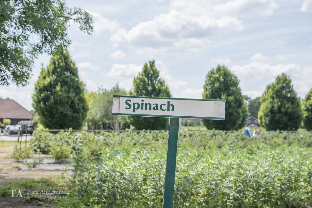 Spinach signage at Crockford Bridge Farm.