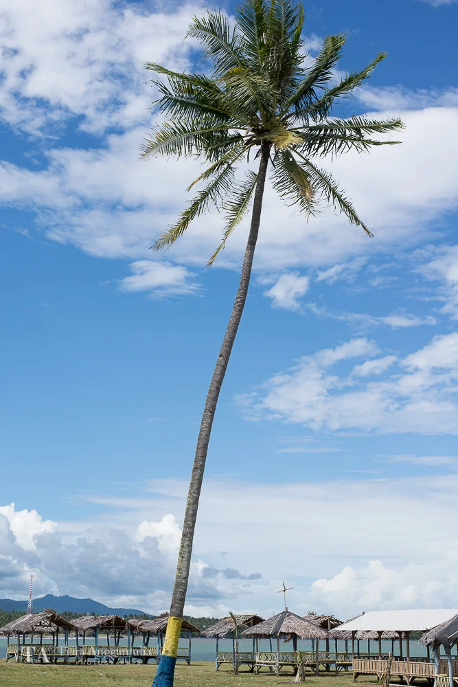 A view of coconut tree.